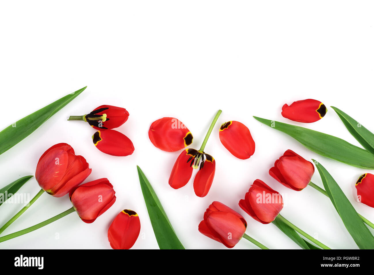 Beautiful red tulips on white background with copy space for text. Top ...