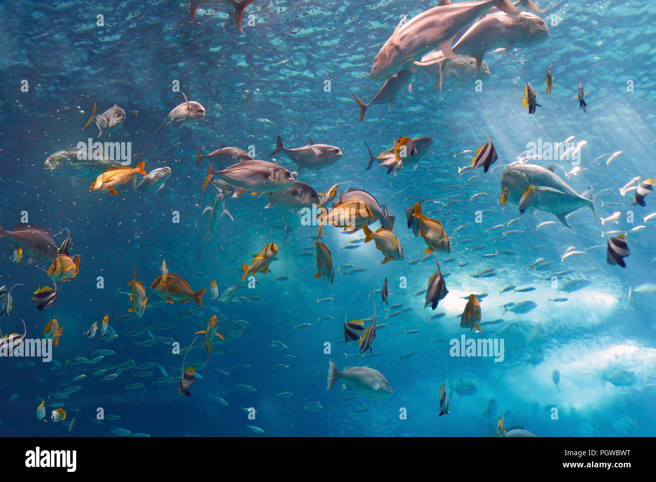 Lisbon, Portugal - March 3, 2014: Colorful tropical fishes of the Lisbon Oceanarium during nourishment Stock Photo