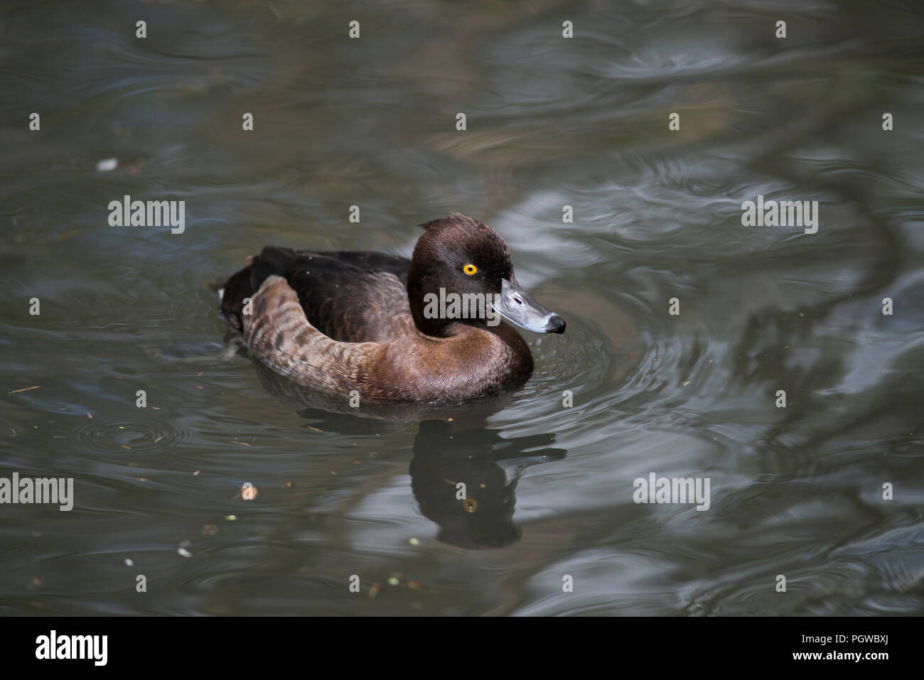 Right facing swimming female tufted duck, Aythya fuligula Stock Photo