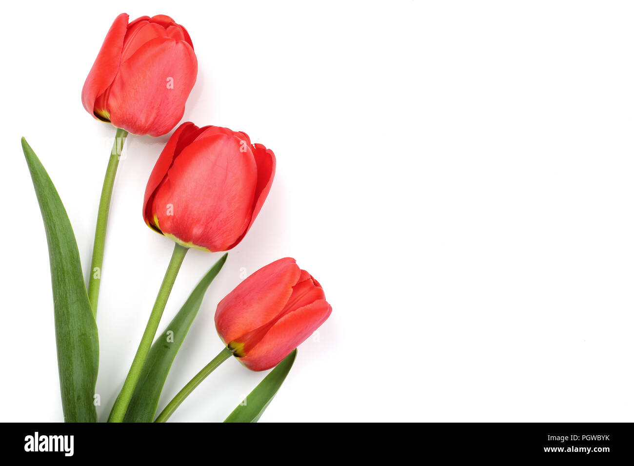 Beautiful red tulips on white background with copy space for text. Top ...
