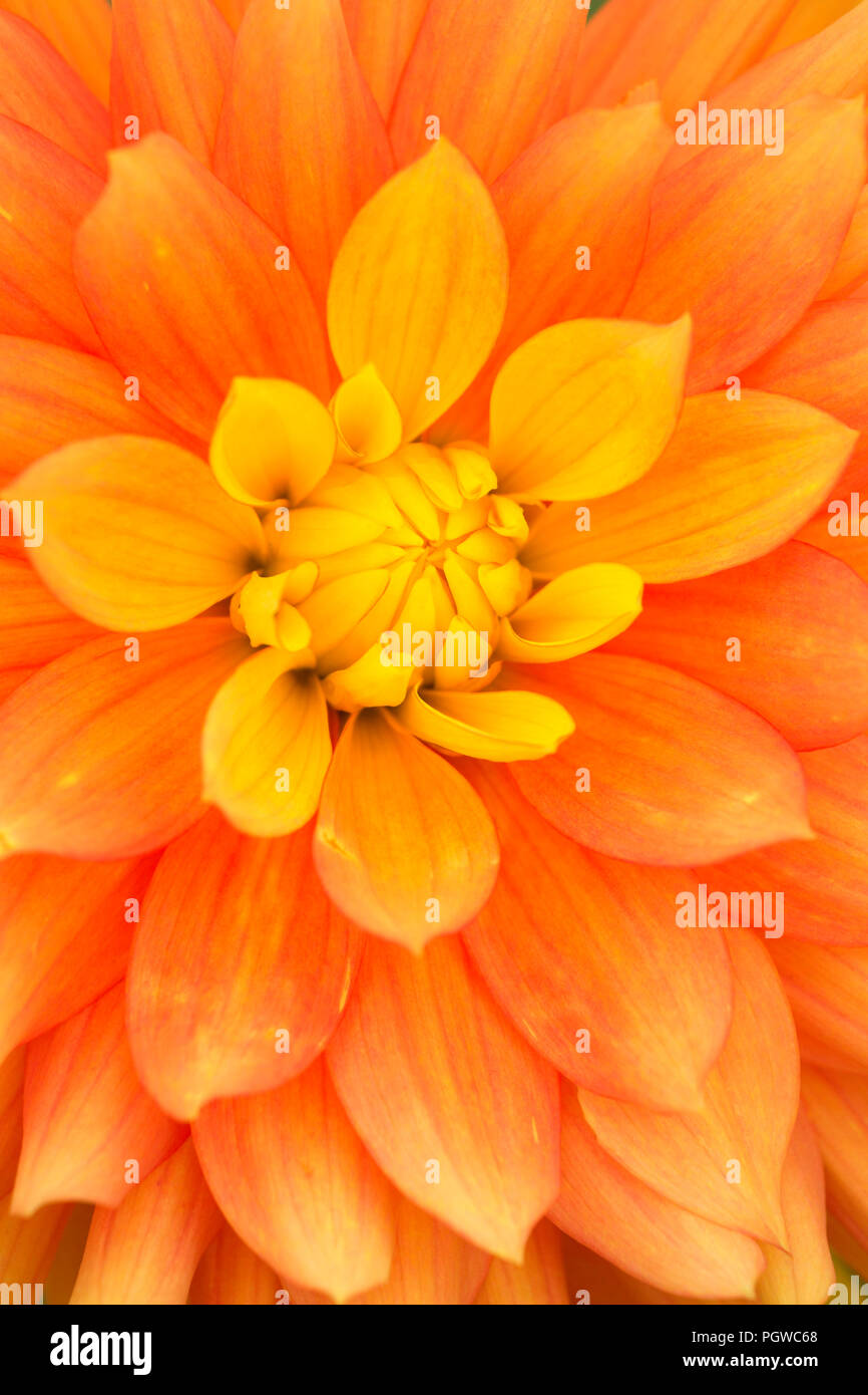 Candlelight dahlia, Swan Island Dahlias, Clackamas County, Oregon Stock