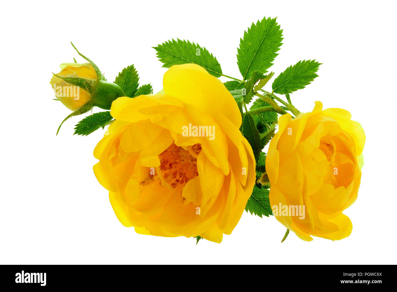Yellow rose flower tea hi-res stock photography and images - Alamy