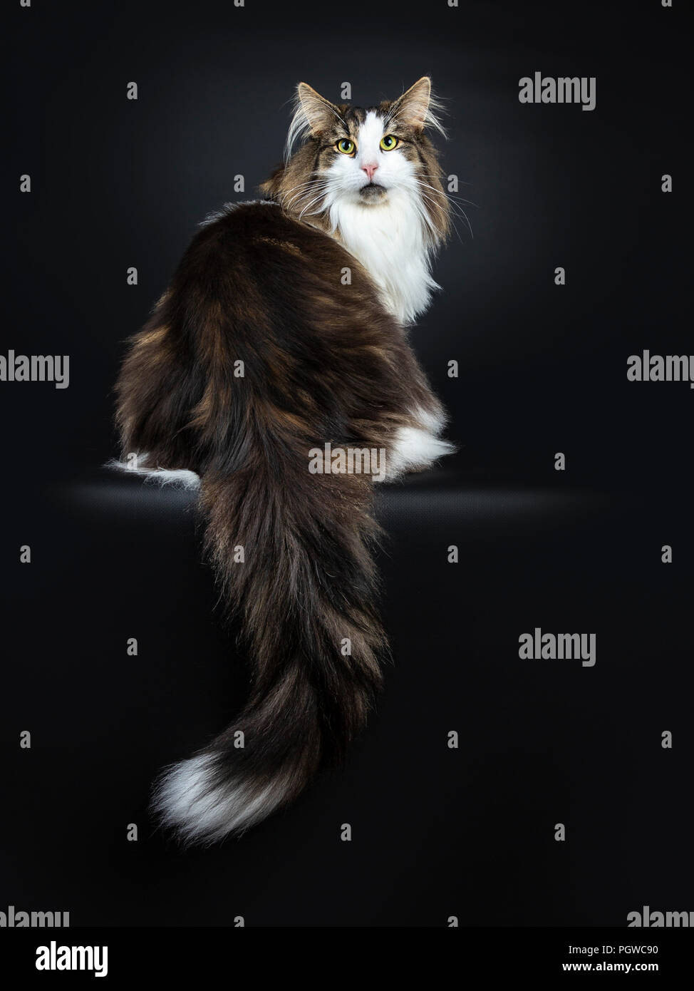 Handsome black tabby with white Norwegian Forest cat sitting up with tail hanging over edge looking over shoulder straight at lens, isolated on black Stock Photo