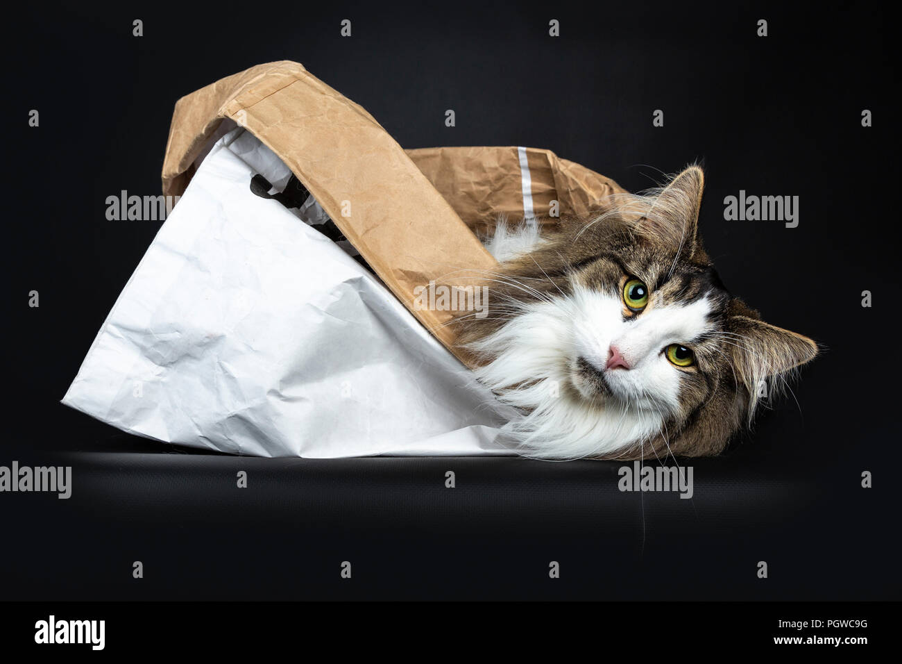 Handsome black tabby with white Norwegian Forest cat laying side ways in a white paper bag looking straight in lens, isolated on black background Stock Photo