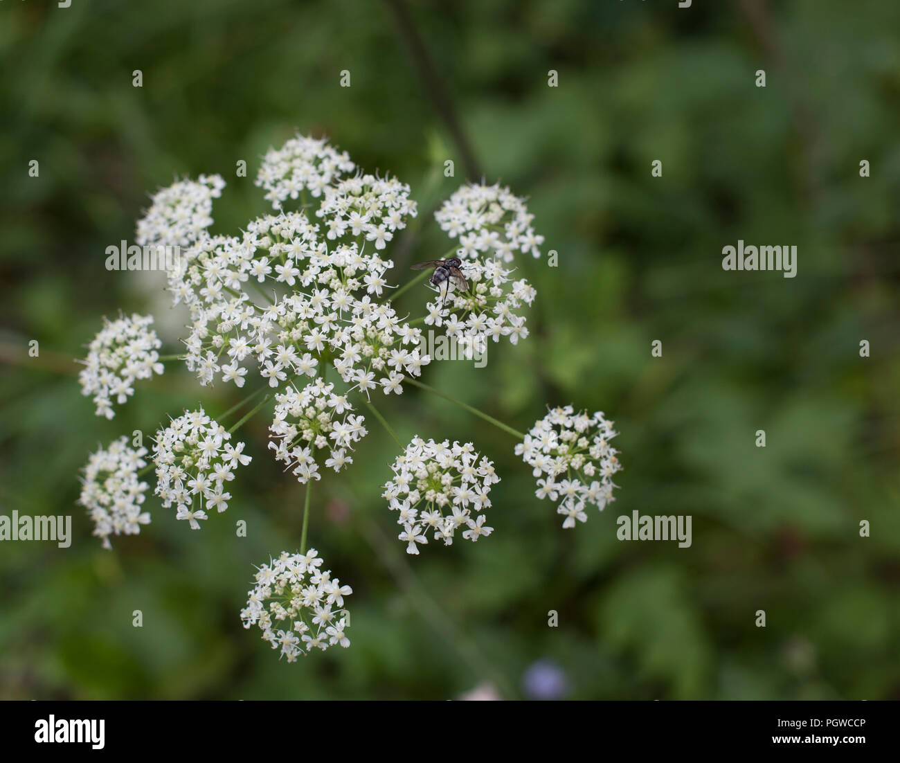 Flower of cow parsley with fly Stock Photo Alamy