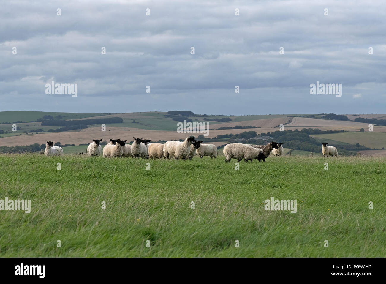 Sheep grazing on The South Downs, East Sussex. England. Uk Stock Photo