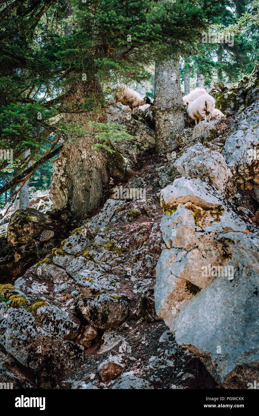 Sheeps on the steep rocky slope in old pine trees forest. Highlands on Kefalonia island. Greece Stock Photo