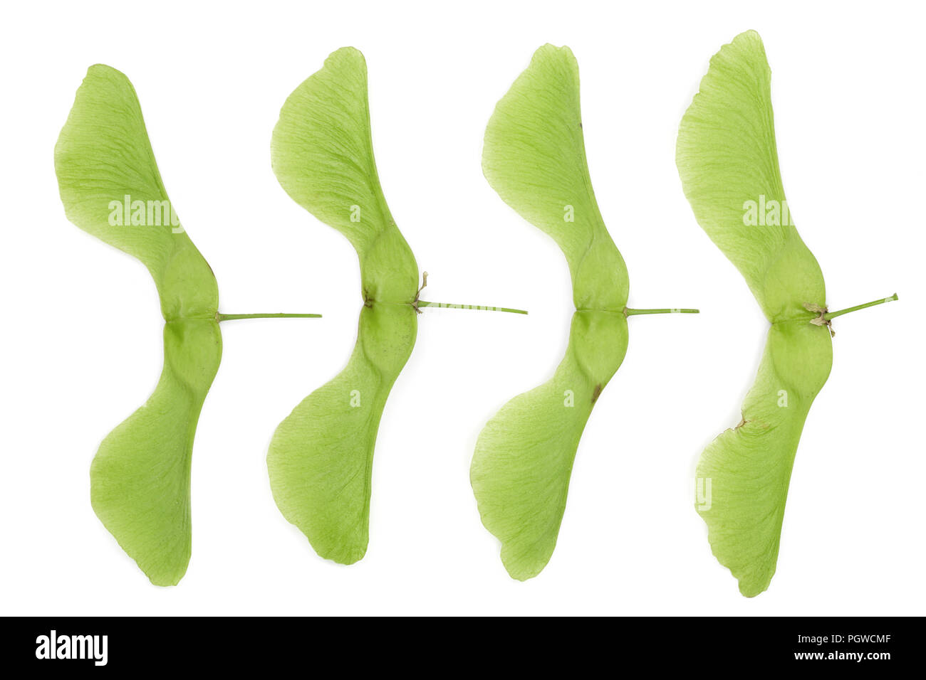 Green maple seeds isolated on white background Stock Photo