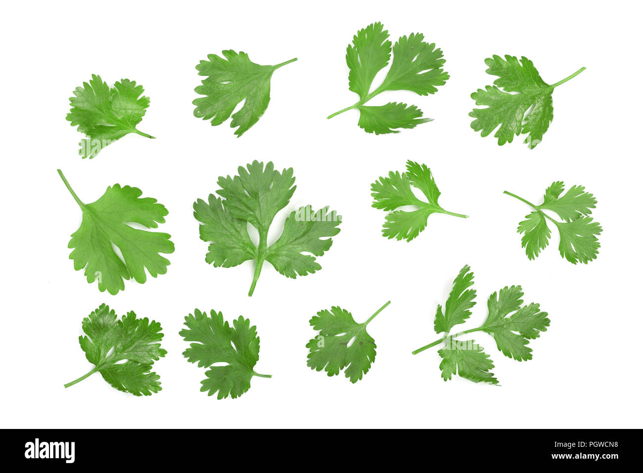 cilantro or coriander leaves isolated on white background. Top view. Flat lay pattern Stock Photo