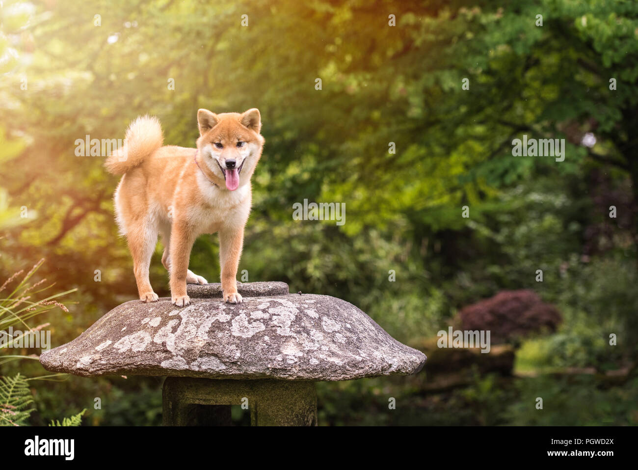 Japanese Dogs Stock Photos Japanese Dogs Stock Images Alamy