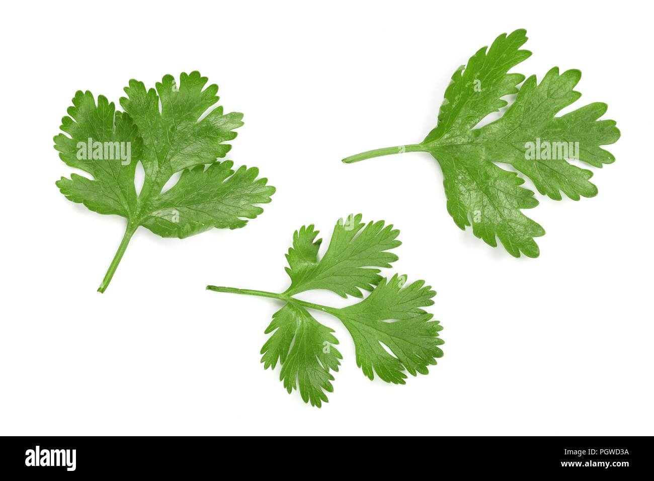 cilantro or coriander leaves isolated on white background. Top view. Flat lay pattern Stock