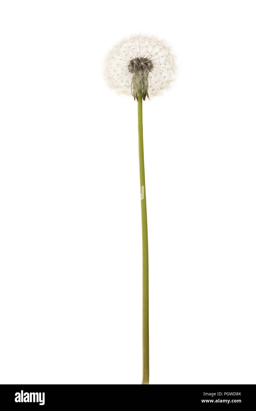 Old dandelion isolated on white background closeup Stock Photo