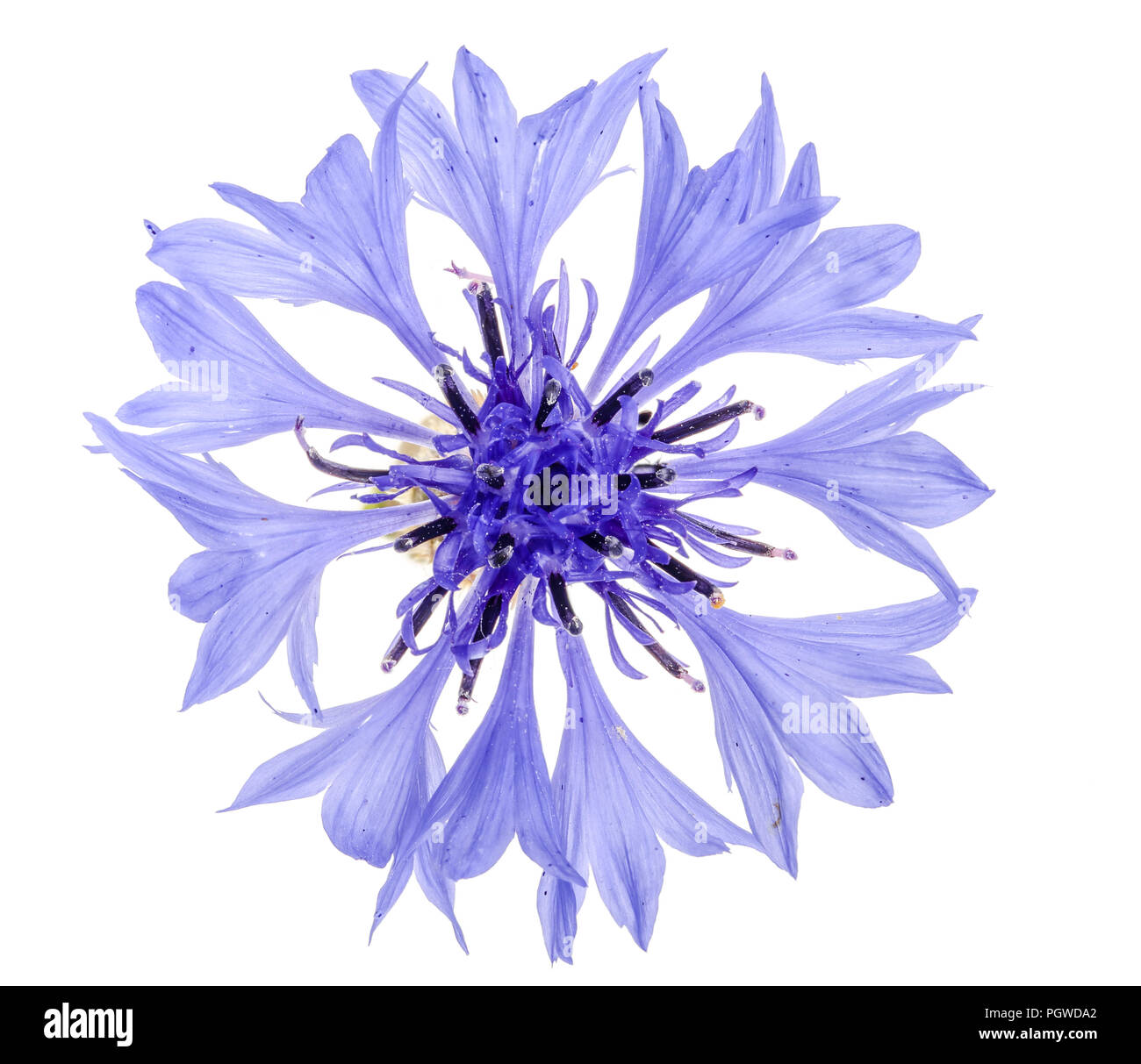 Blue cornflower isolated on white background macro Stock Photo
