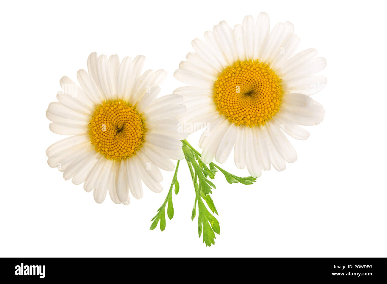 chamomile or daisies with leaves isolated on white background. Top view