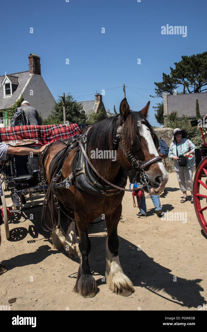Positioning a Horse drawn tourist carriage on Sark Island, near