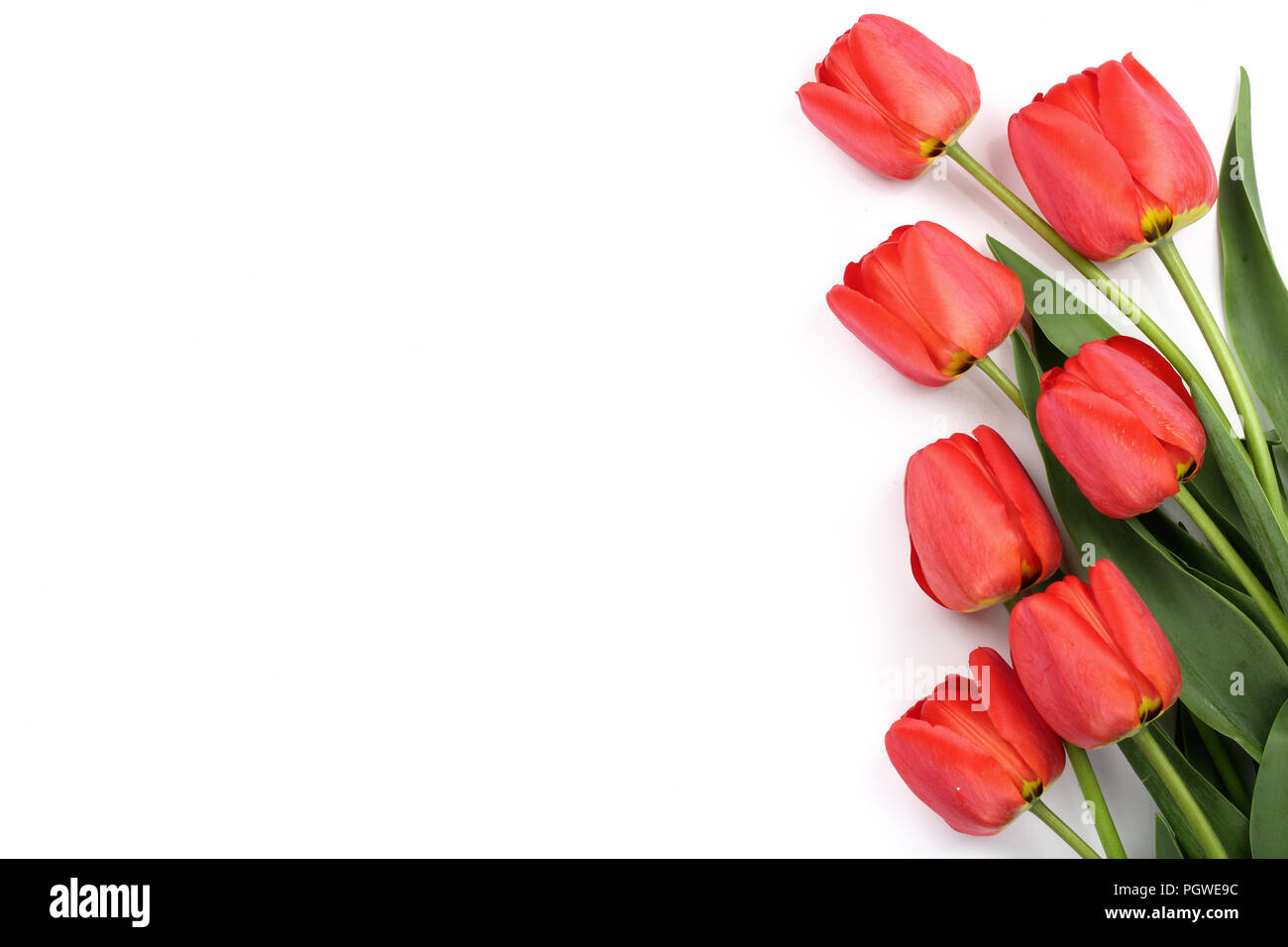 Beautiful red tulips on white background with copy space for text. Top ...