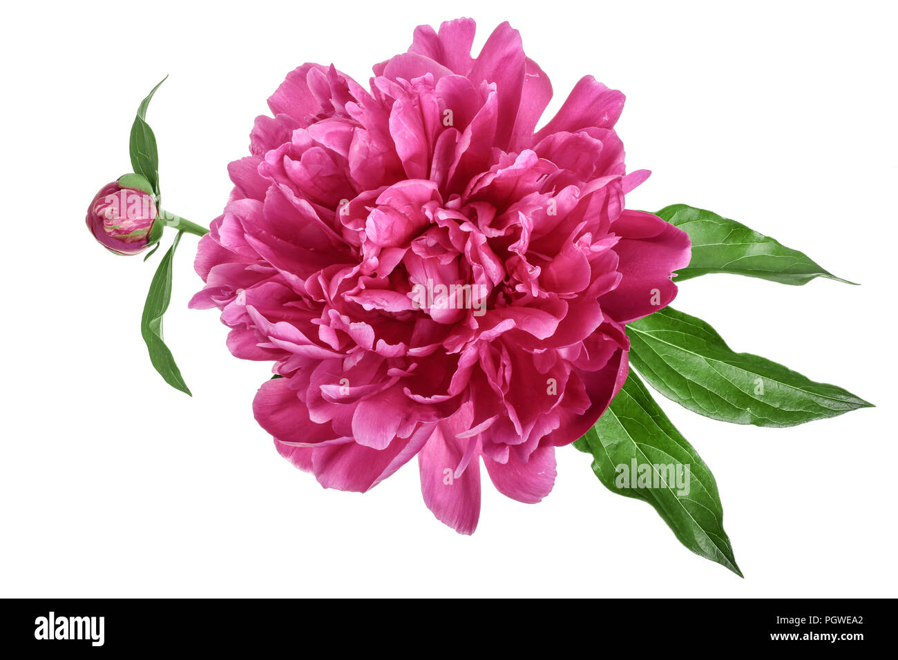 pink peony flower isolated on white background close up Stock Photo - Alamy