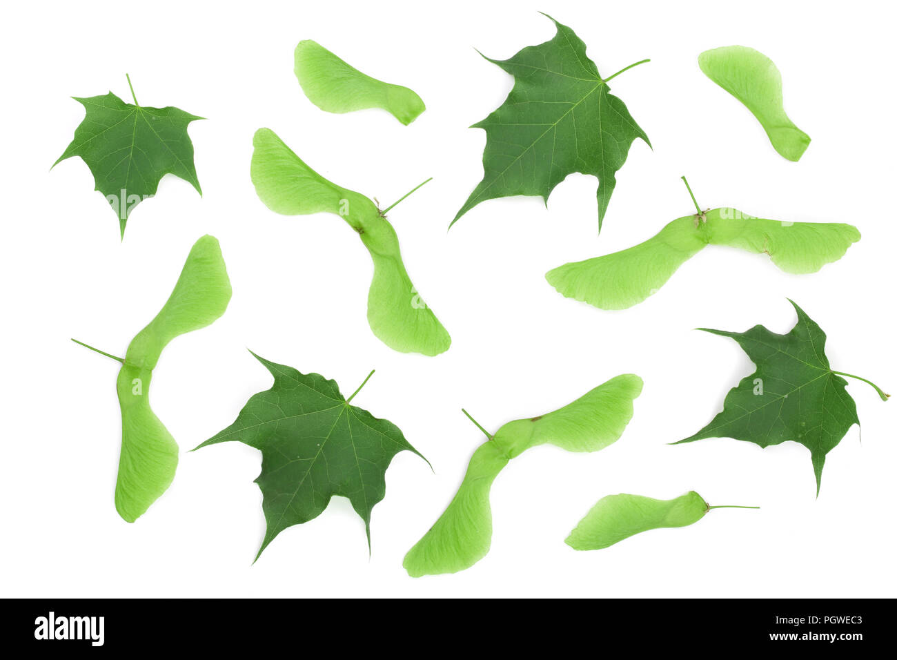 Green maple seeds with leaves isolated on white background Stock Photo