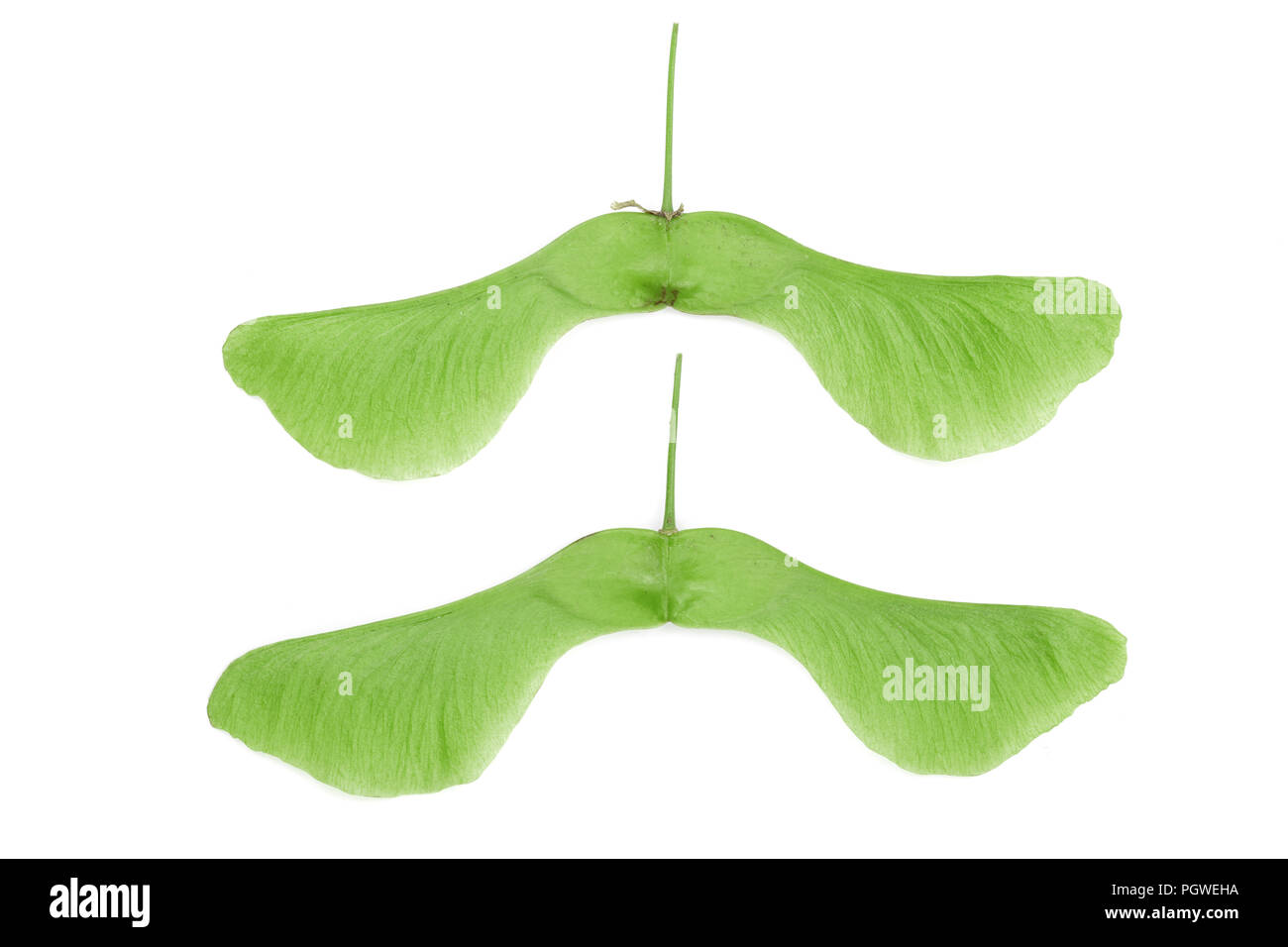Green maple seeds isolated on white background Stock Photo