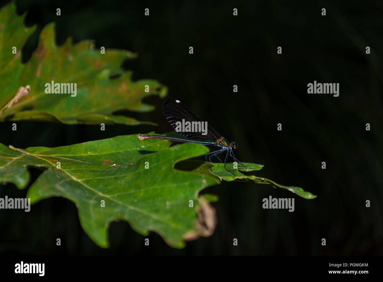 Colorful dragonfly sitting on a green leaf Stock Photo - Alamy