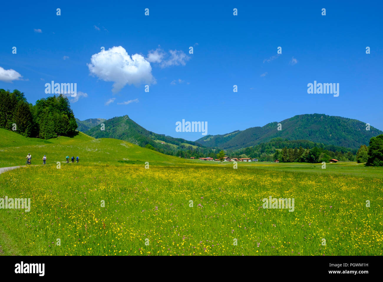 Flower meadows near Fuchsau, Ruhpolding, Chiemgau, Upper Bavaria, Bavaria, Germany Stock Photo
