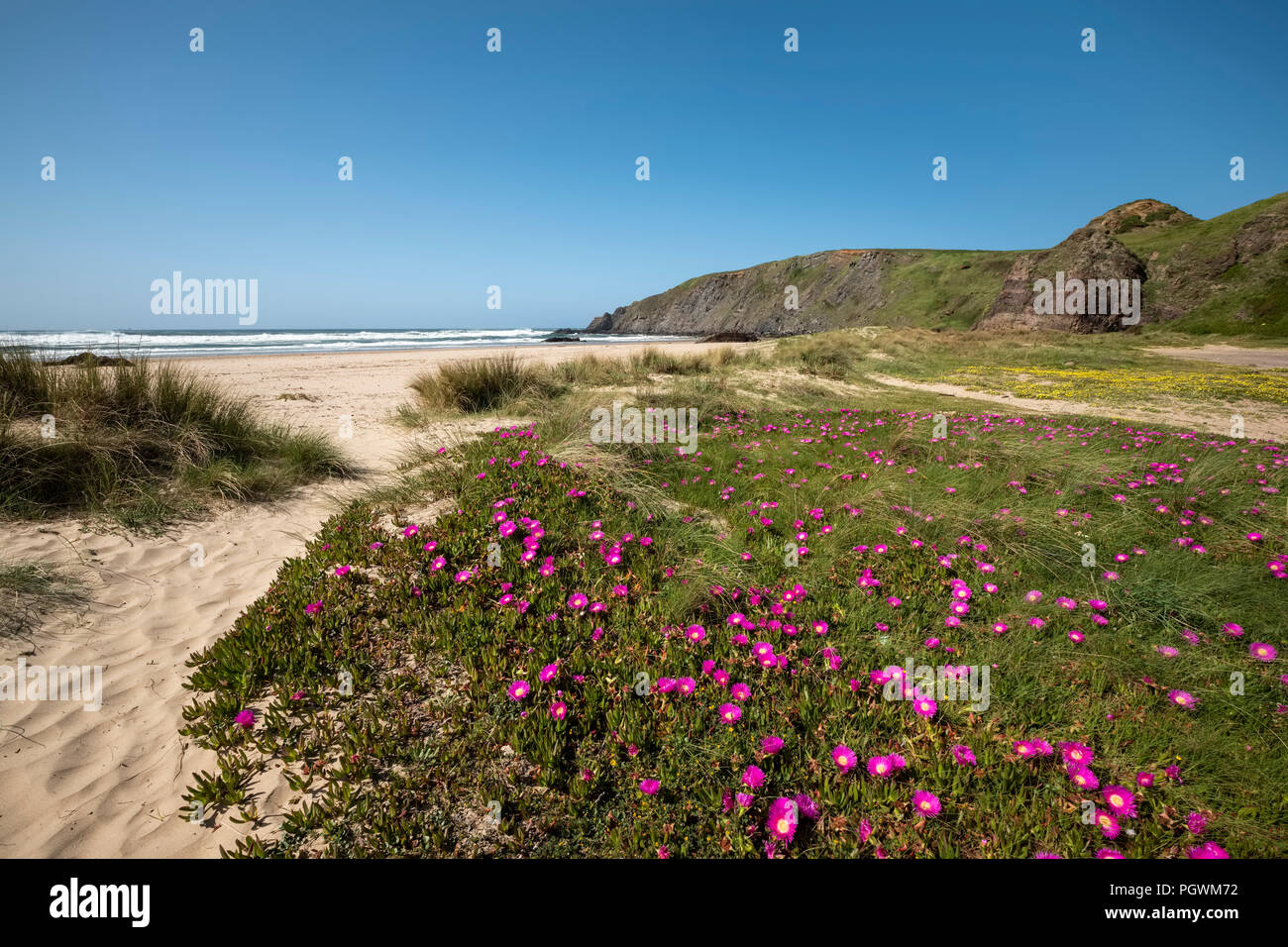 Dunes with flowers on the beach Playa de Xagós, Gozón, Costa Verde, Asturias, Spain Stock Photo