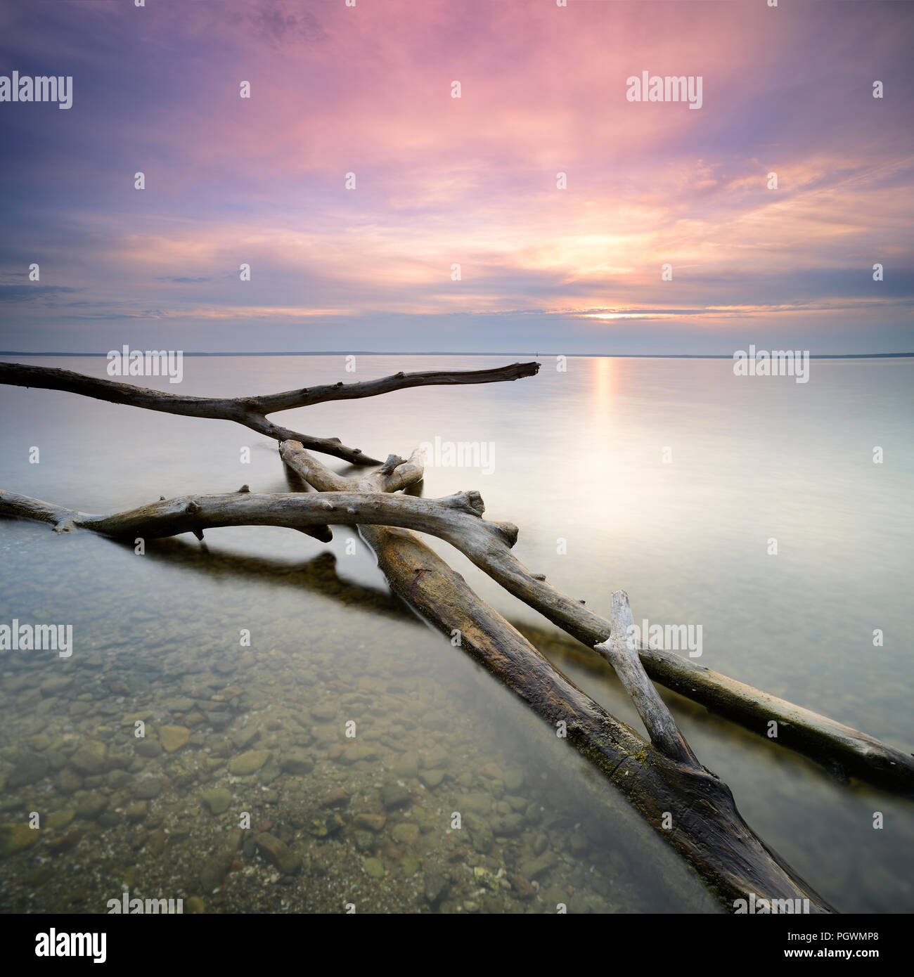 Sunrise on the Müritz, tree trunks lying in the water, near Röbel, Mecklenburg-Western Pomerania, Germany Stock Photo