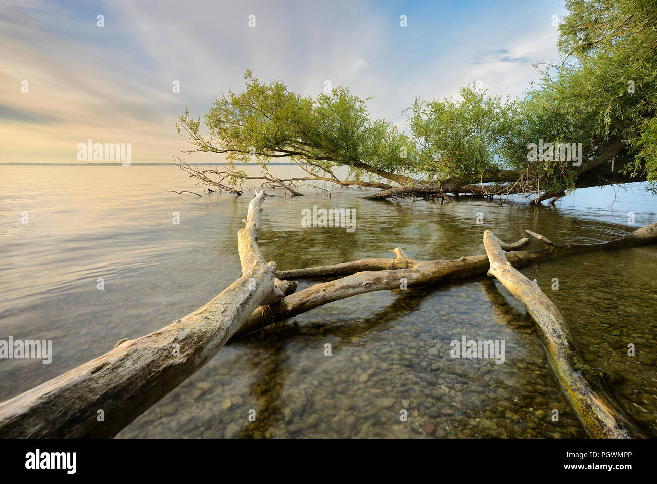 Untouched nature on the banks of the Müritz, tree trunks lying in the water, morning light, near Röbel Stock Photo
