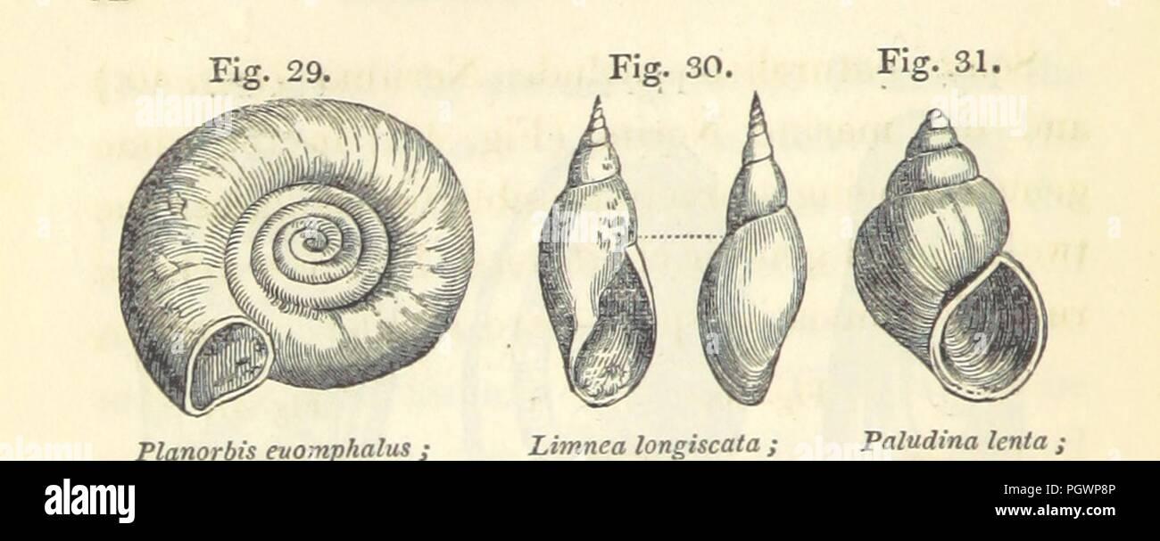 Limacoid Image from page 90 of 'Elements of Geology' Stock Photo - Alamy