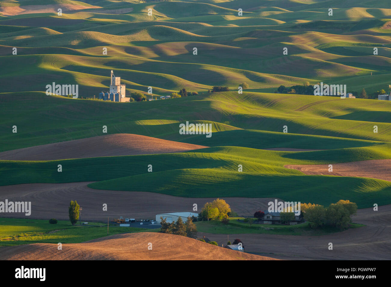 Wheat fields around Steptoe as seen from Steptoe Butte, The Palouse, Washington Stock Photo