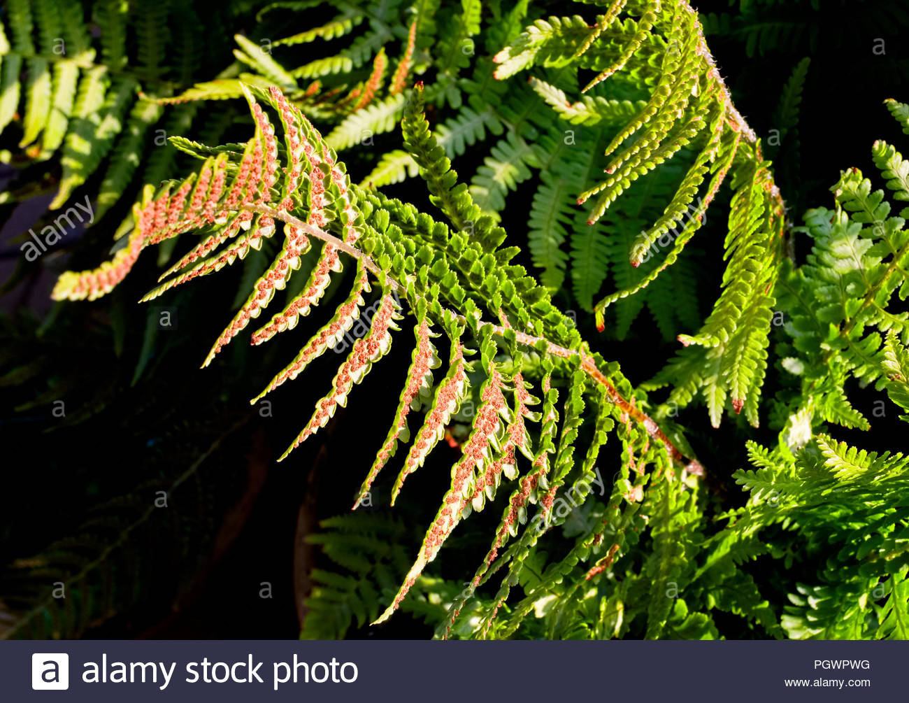 Fern Seed High Resolution Stock Photography and Images Alamy