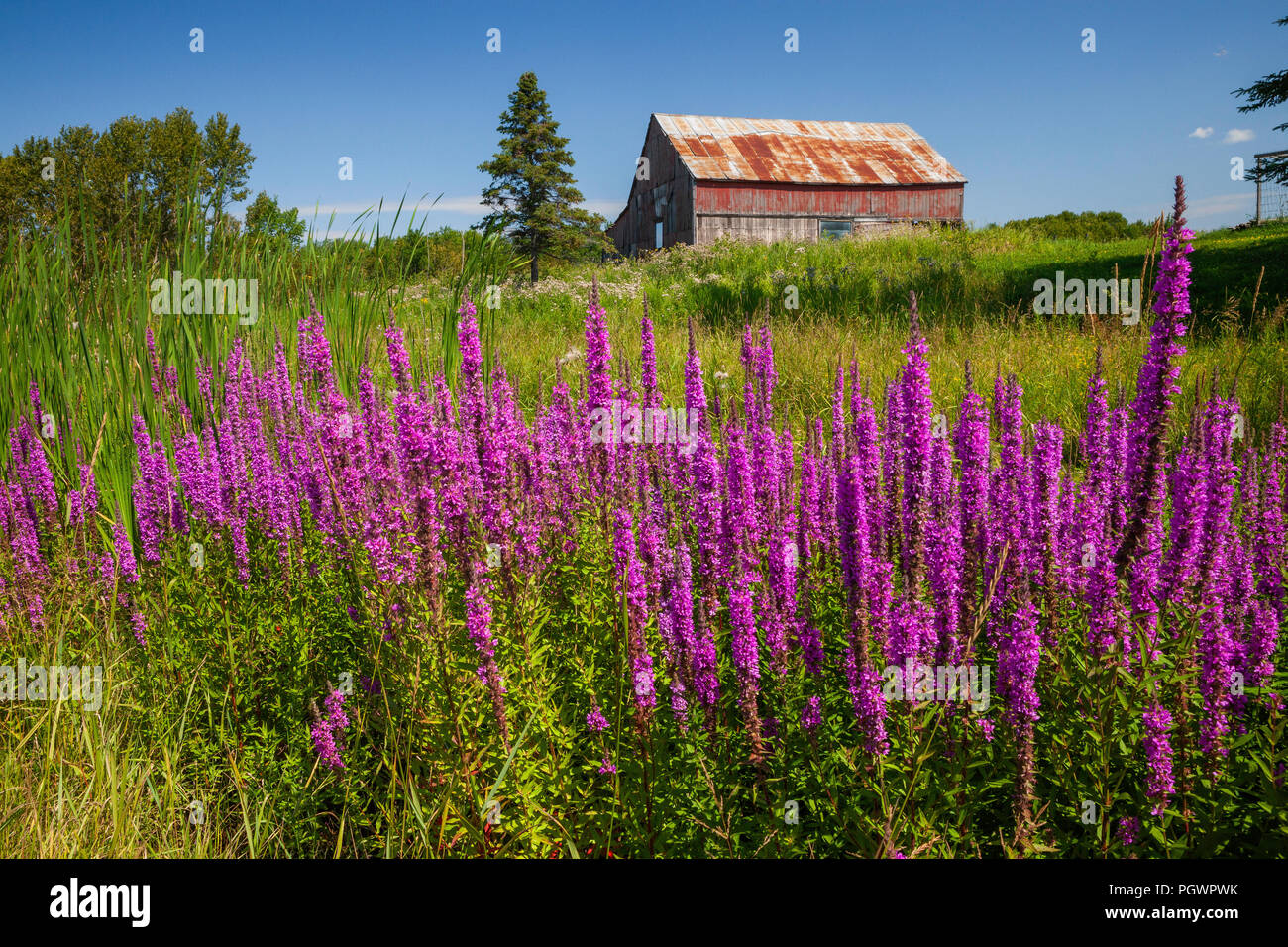 Purple loosestrife and old rusted barn, Pinewood, Ontario, Canada Stock Photo