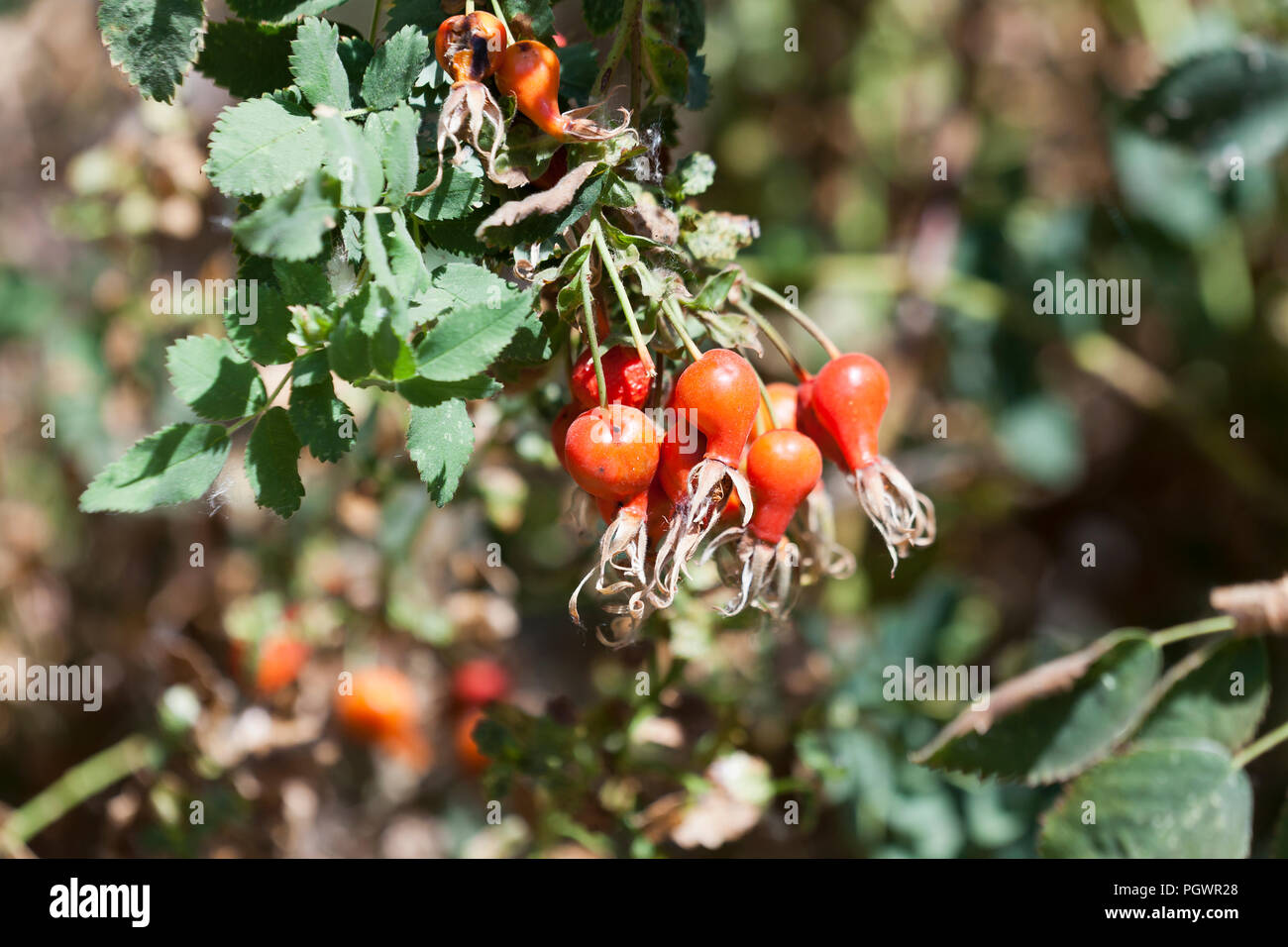 Rose hips on plant - California USA Stock Photo