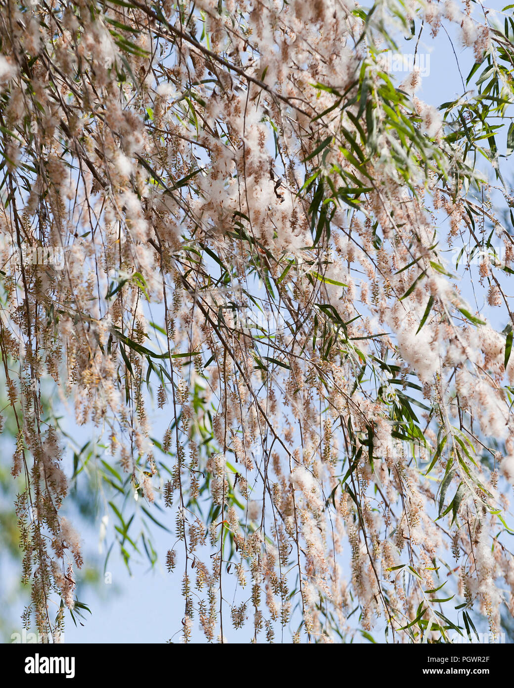 Black willow tree (Salix nigra) shedding cotton-like seeds in summer - California USA Stock Photo