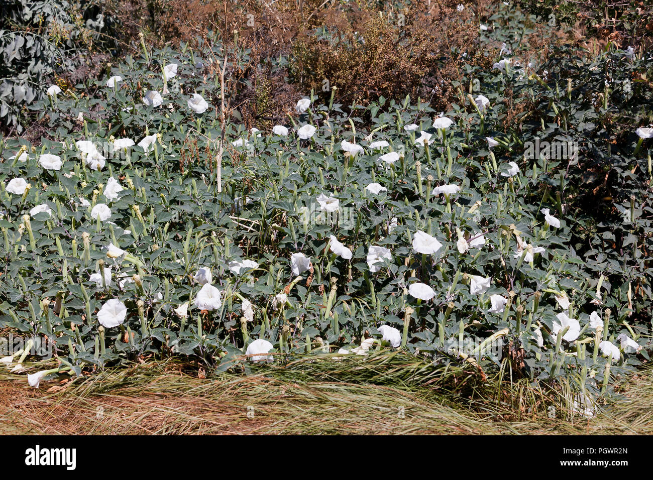 Devil's Trumpet flower plant (Datura innoxia) - USA Stock Photo