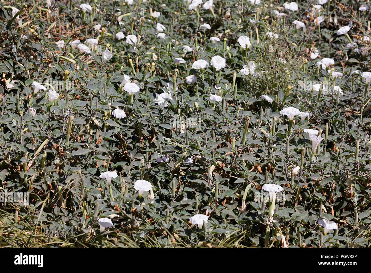 Devil's Trumpet flower plant (Datura innoxia) - USA Stock Photo