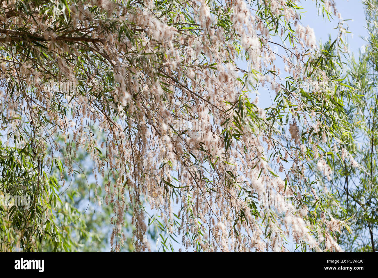 Black willow tree (Salix nigra) shedding cotton-like seeds in summer - California USA Stock Photo