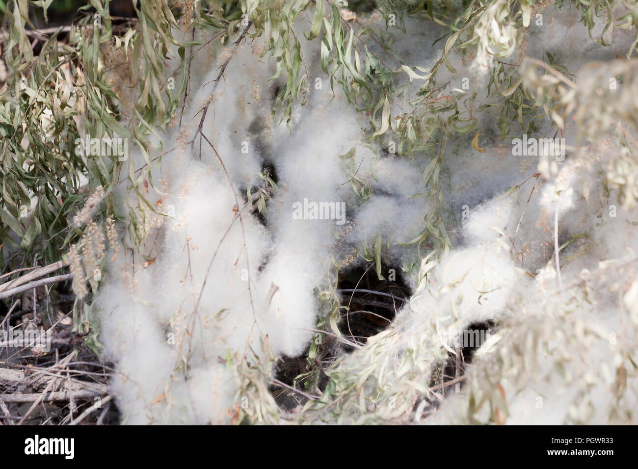 Fallen cotton-like seeds of the Black willow tree (Salix nigra) covering nearby plants - California USA Stock Photo