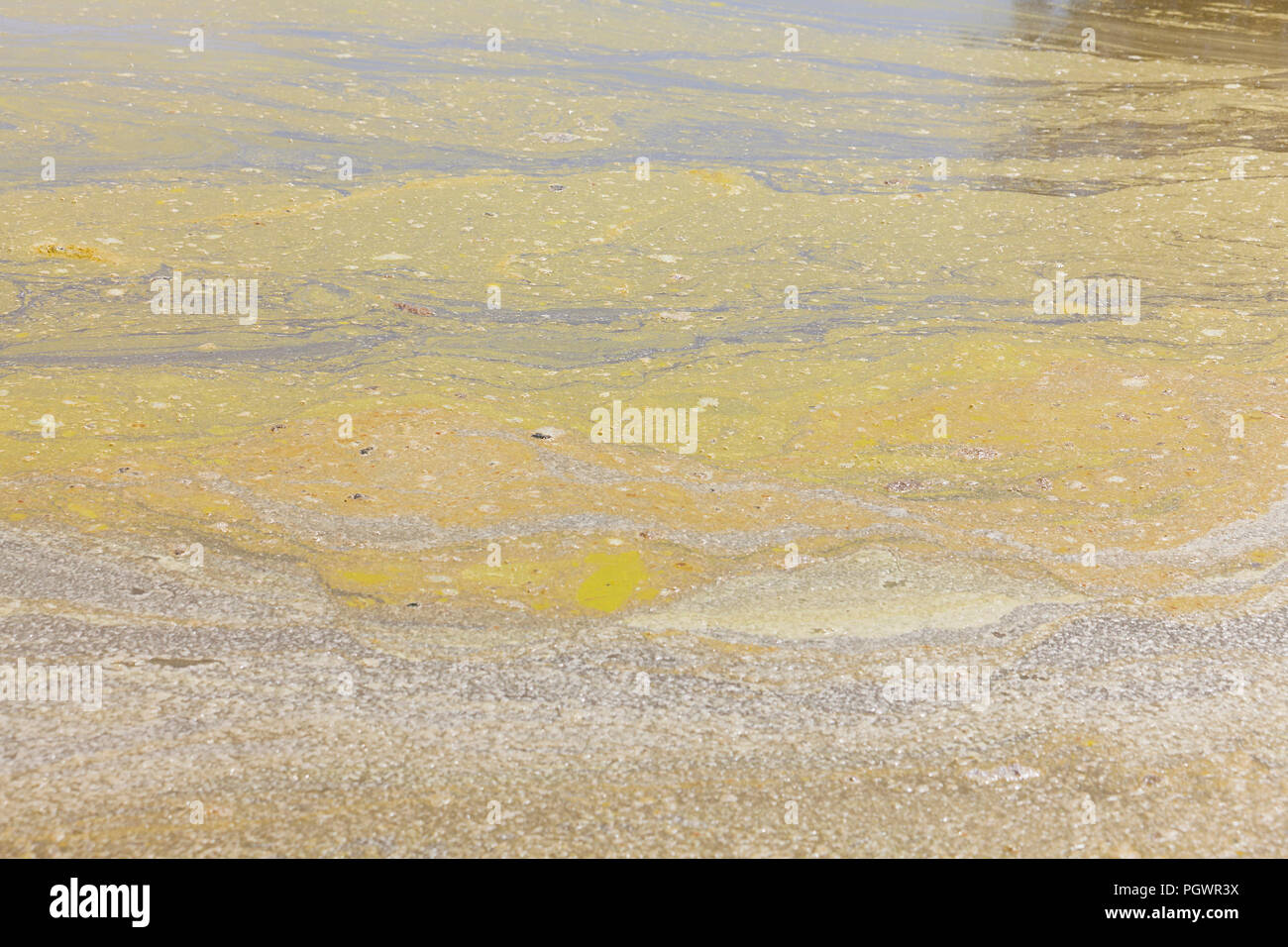 Algal bloom in pond (algae growth) - California USA Stock Photo