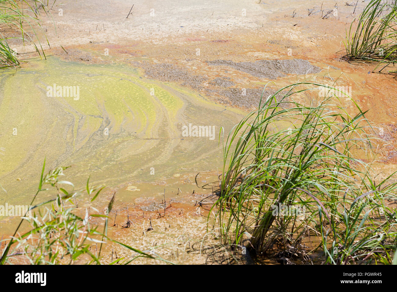 Algal bloom in pond (algae growth) California USA Stock Photo Alamy