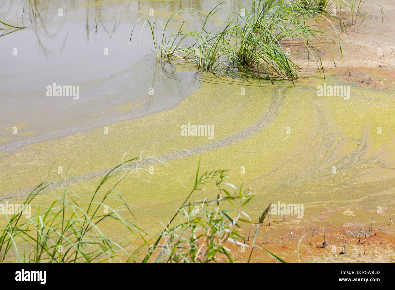 Algal bloom in pond (algae growth) California USA Stock Photo Alamy