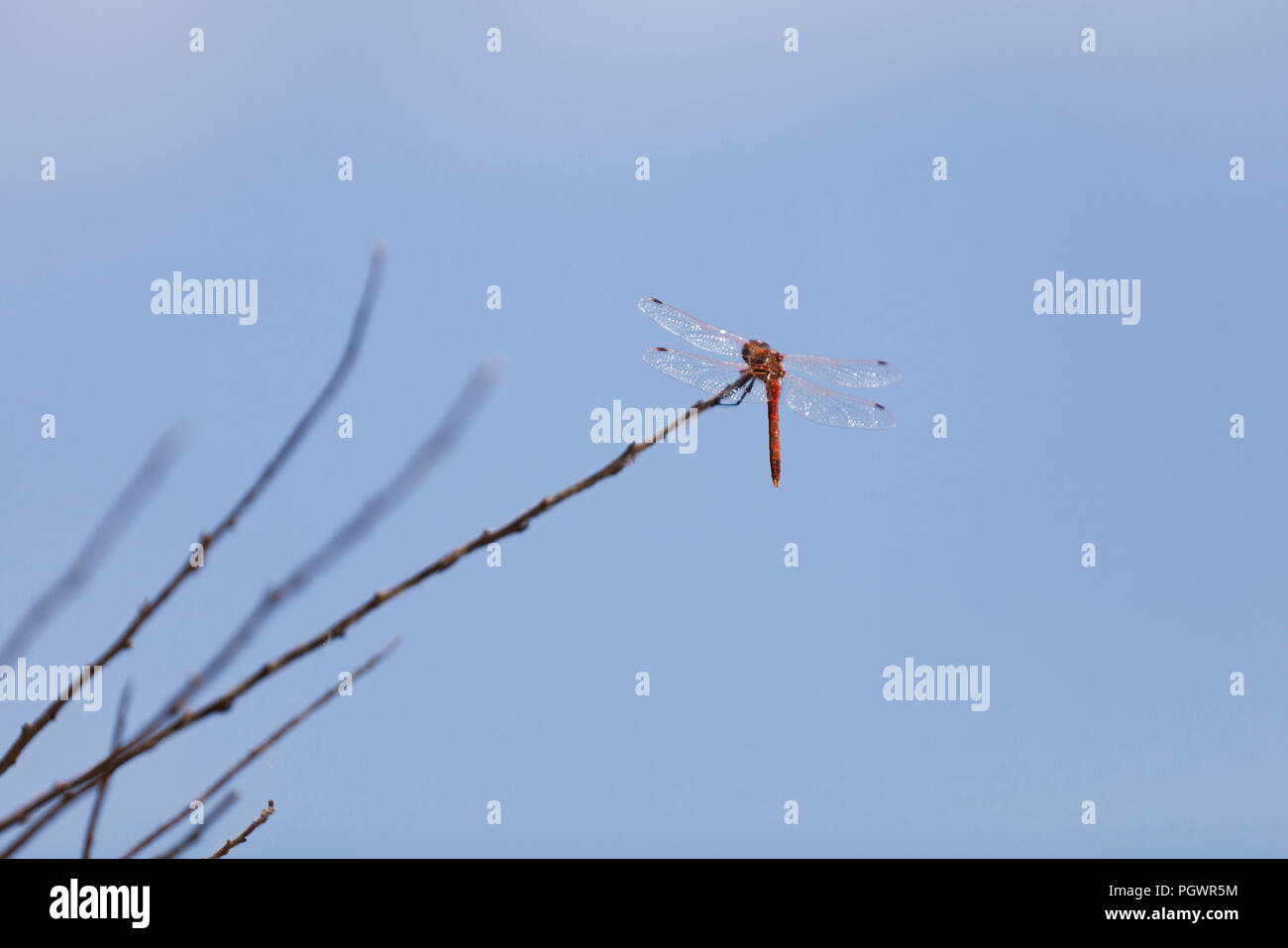 Dragonfly sitting on branch - USA Stock Photo