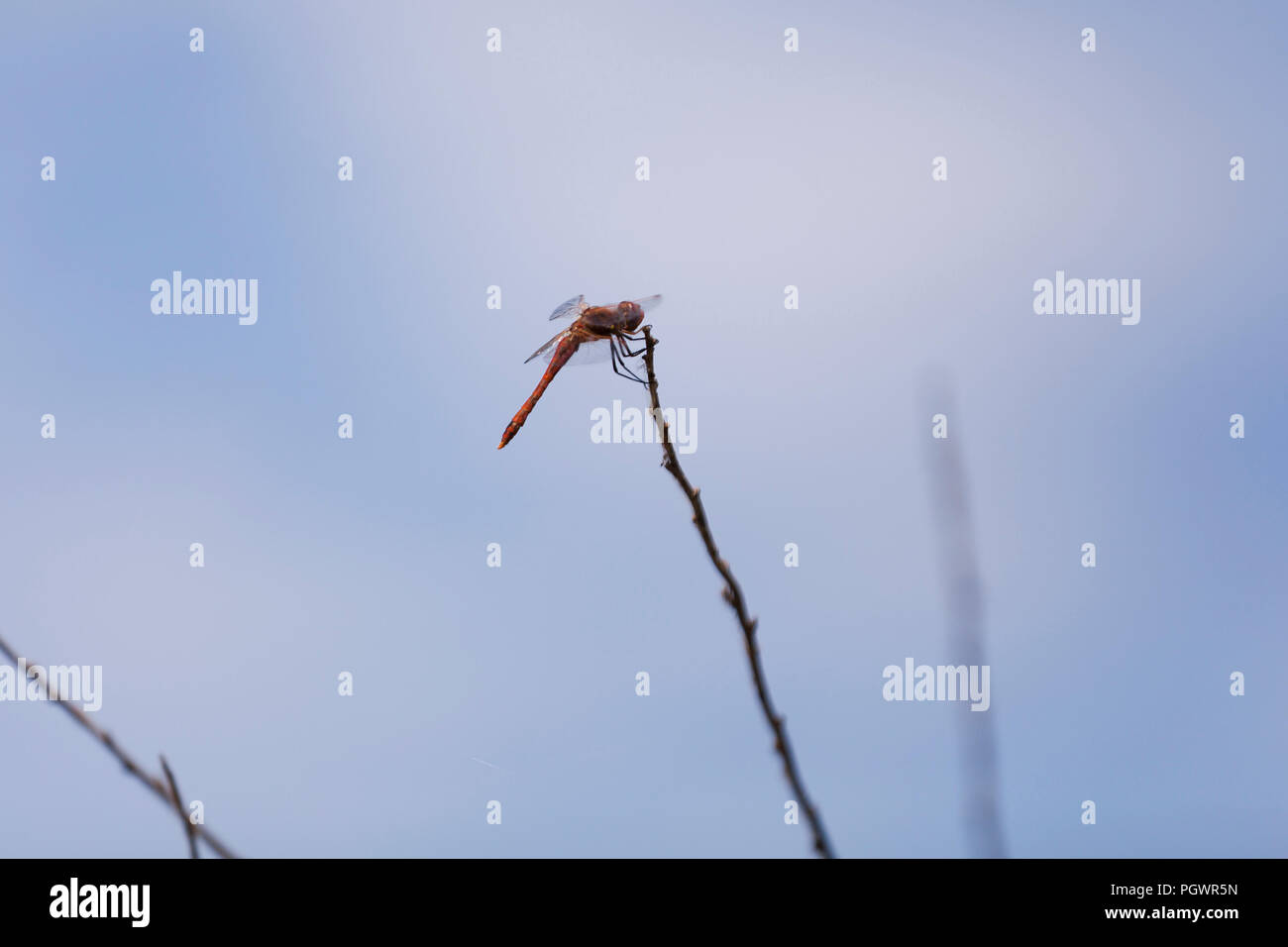 Dragonfly sitting on branch - USA Stock Photo
