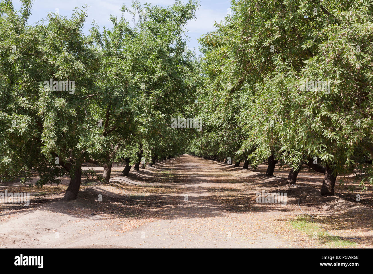 Almond grove california hires stock photography and images Alamy
