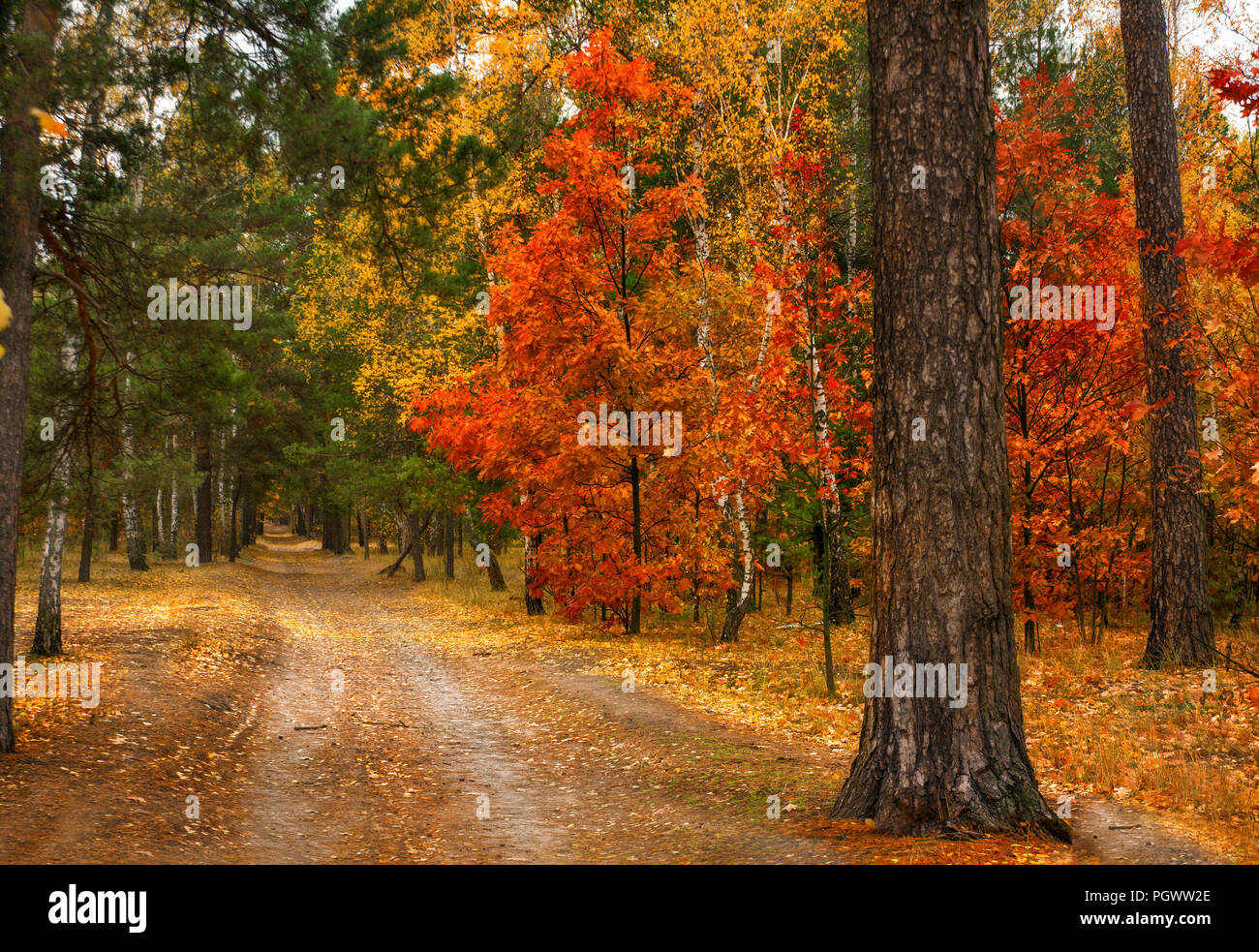 autumn sketches. landscape. autumn colors Stock Photo - Alamy