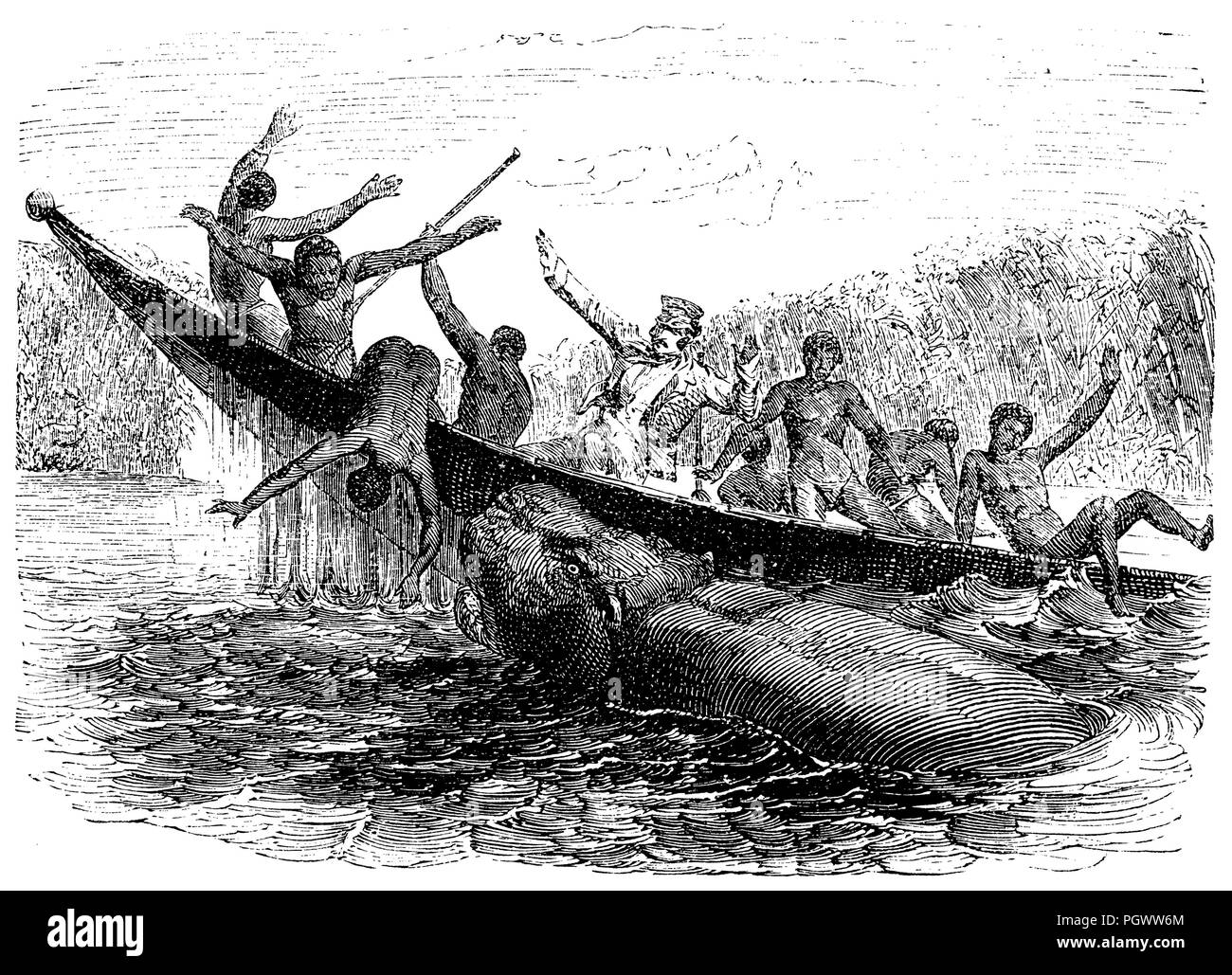 Hippo throws a boat around,   1868 Stock Photo
