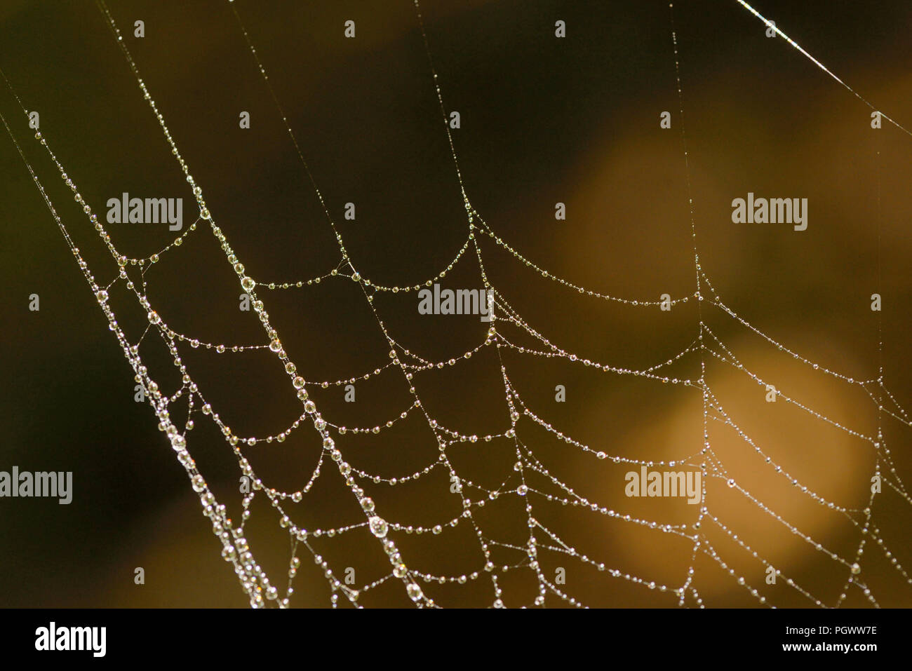 Macro Spider web with dew drops in forest Stock Photo