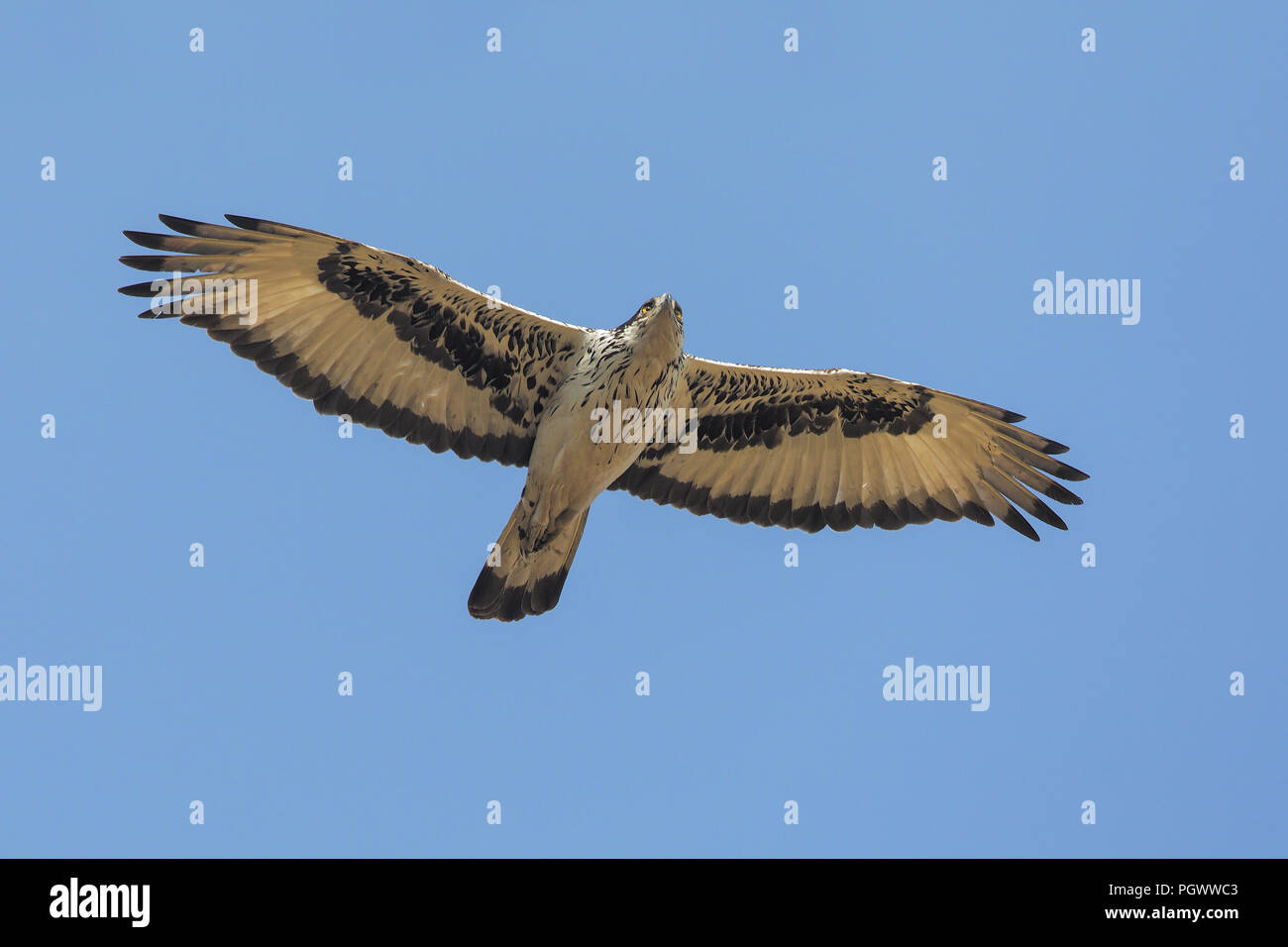 African Hawk-eagle Stock Photo