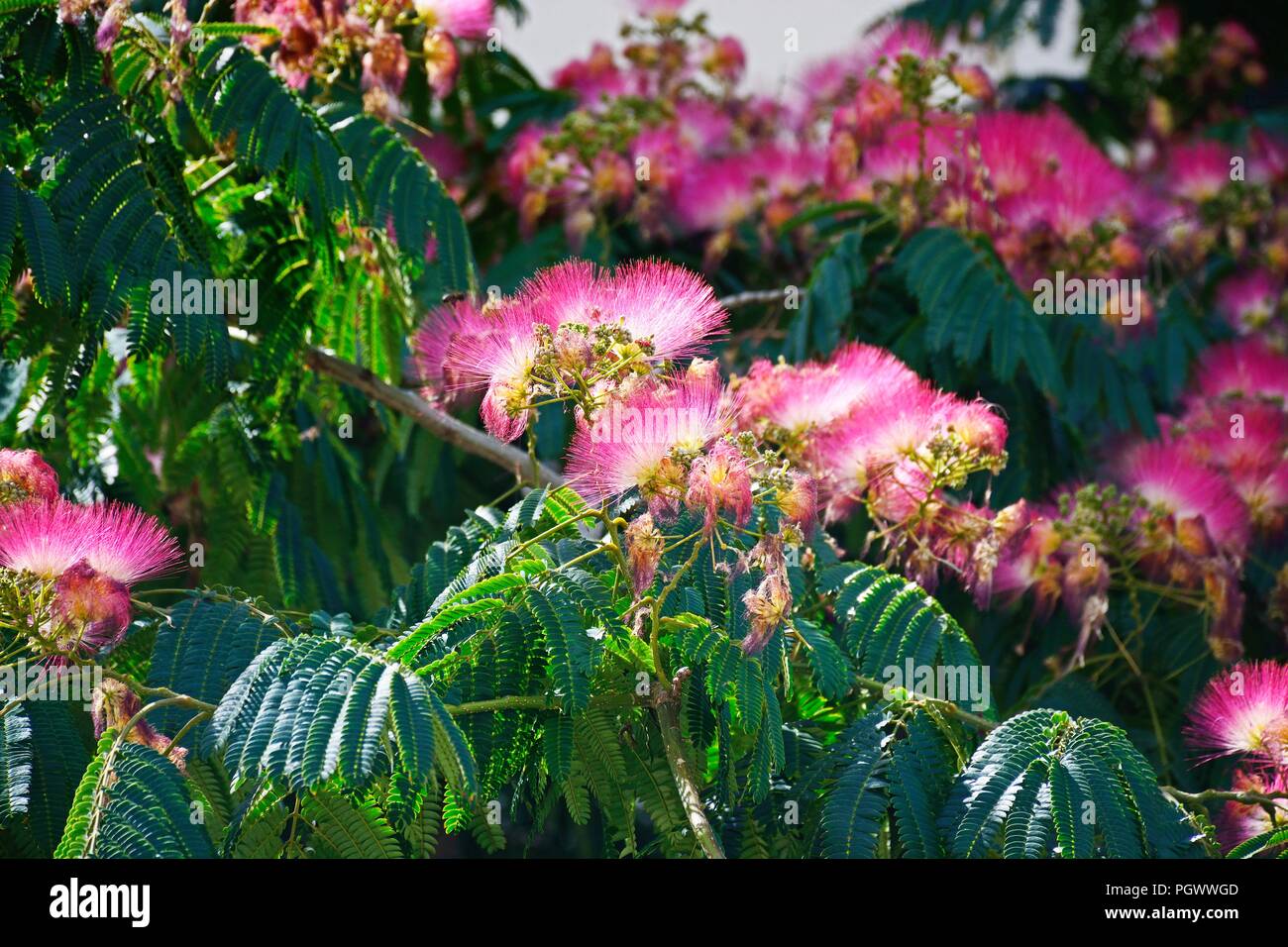 Pretty Pink And White Flowering Silk Tree Albizia Julibrissin Ayamonte Huelva Province Andalucia Spain Europe Stock Photo Alamy