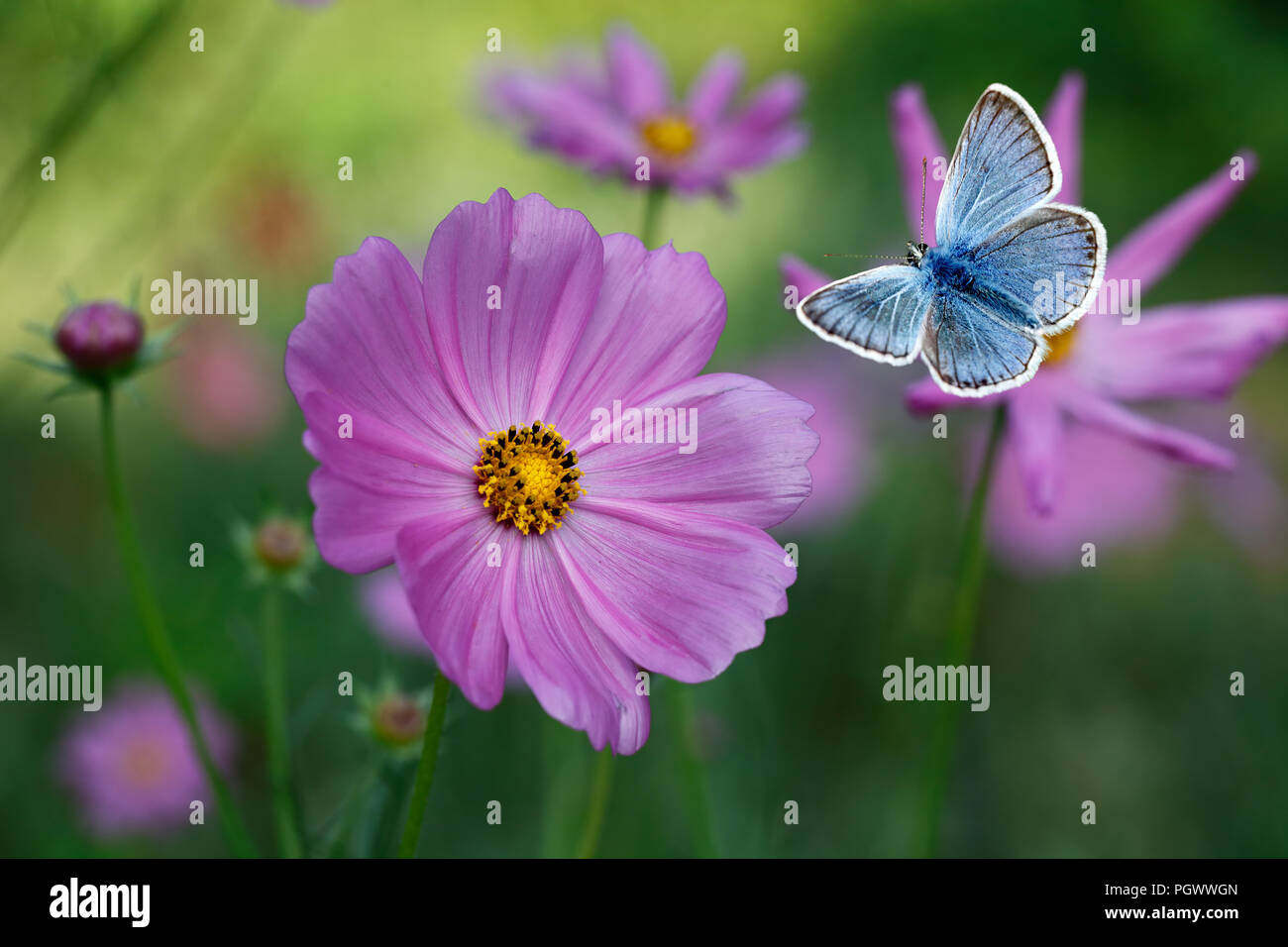 The blue butterfly Lycaenidae family flying among pink cosmos flowers with blurred flowers and green background Stock Photo